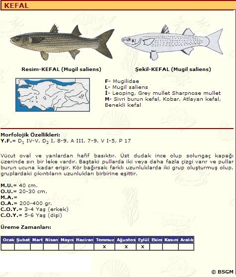 Qiz porno oyin yarating